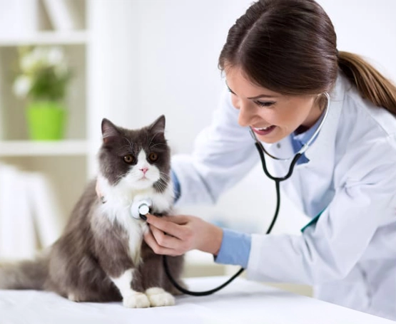 Kedi Veteriner Hizmetleri