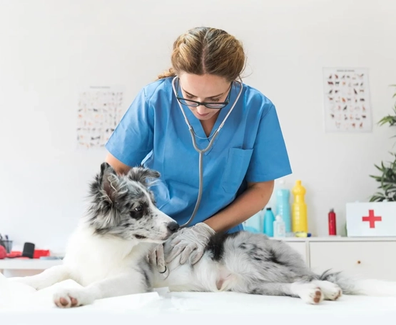 Köpek Veteriner Hizmetleri