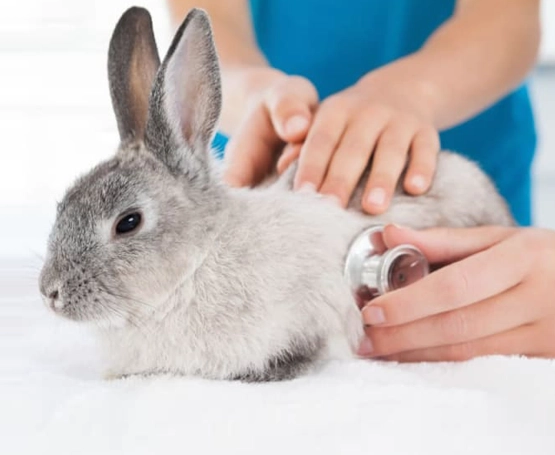 Tavşan Veterineri Hizmetleri