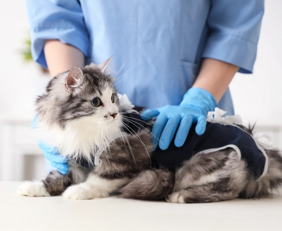 Dikişsiz Kedi Kısırlaştırma