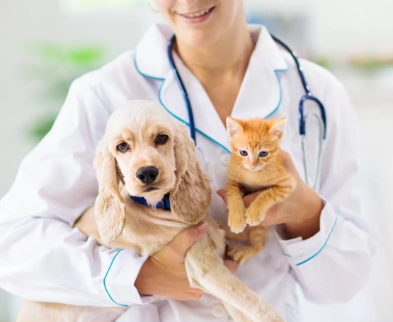 Kedi ve Köpeklerde Kemoterapi