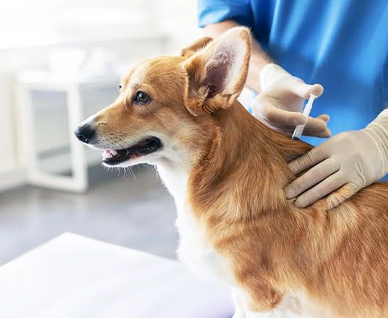 Köpeklerde Lyme Aşısı