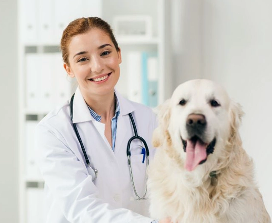 Köpeklerde Meme Tümörü